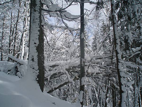 01 Aufstieg durch den Wald